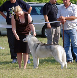 Ed in the show ring