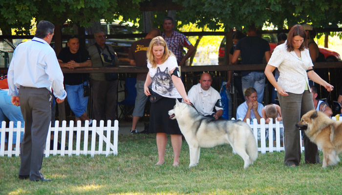 Indian Legend in the BIS show ring