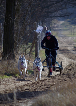 Domony training