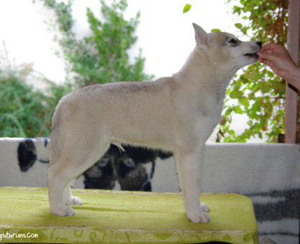 Slava 11,5 weeks old