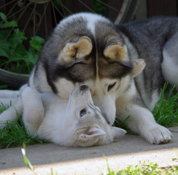 Sookie and Lana