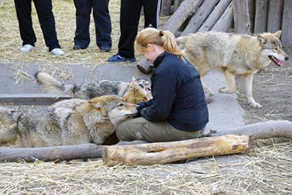 Agnes and the wolves