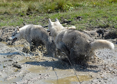 Mud race