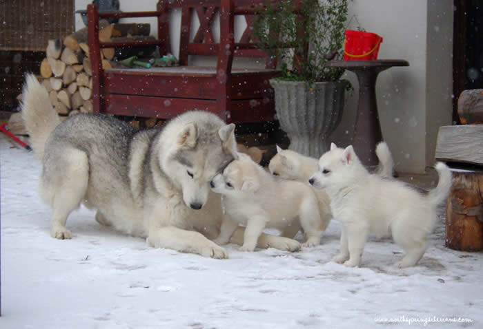 Quinny and the babies