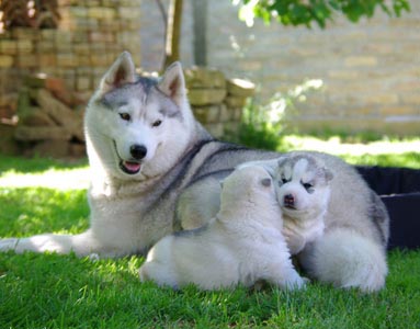 Quinny and her pups