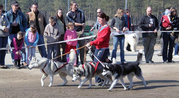 Emese and our dogs